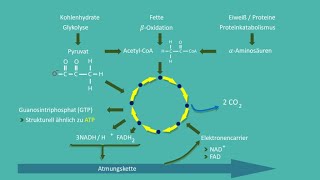 Der Glykolyse und Citratzyklus Rap [upl. by Wahlstrom478]