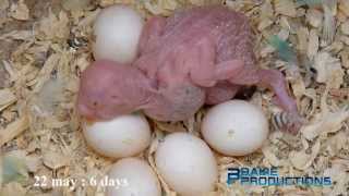 Broedproces Grasparkiet 2013  Breeding process budgerigar 2013  Melopsittacus undulatus [upl. by Nileek]