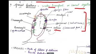 class 11 porifera [upl. by Sueaddaht]