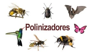 Polinizadores [upl. by Benito]