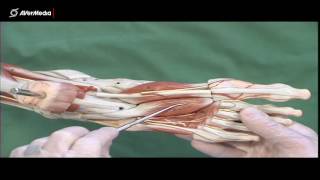 Muscles of the Foot [upl. by Eldorado]