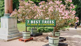 7 Best Trees To Grow in a Pot 💕 Container Garden Ideas 👍 [upl. by Angrist]