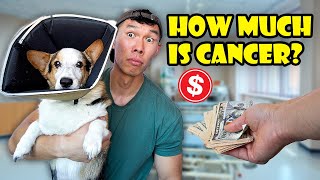 This is How Much My CORGIS Cancer Treatment Cost  Life After College Ep 783 [upl. by Nura]