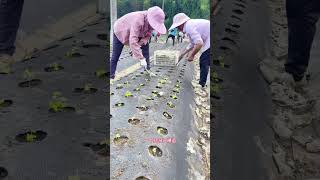 Physical weed control in medicinal herb planting base [upl. by Etteuqal]