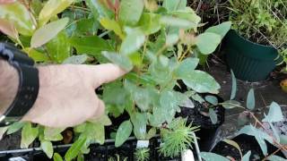 Eucalyptus Seedlings at 6 months old [upl. by Carole]