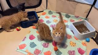 6 week old Maine Coon kittens Kleos Kittens with Anas Baby playing [upl. by Ydnis176]