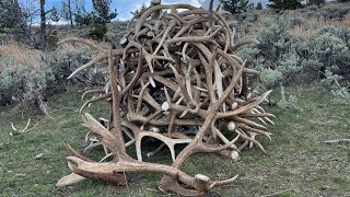 2024 Elk Shed Hunt Day 2 End Pile [upl. by Ahsert]