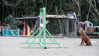 Agility training with the standard poodle Bleau [upl. by Adnalor]