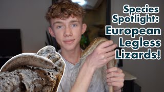 Are European Legless Lizards a Good Pet Reptile  Species Spotlight [upl. by Oznol]