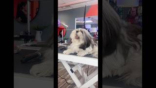 Una perrita que muerde😱😱peluqueríacanina perros mascotas perrita canina shitzu dog pets [upl. by Chao]