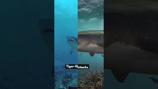 5 Fascinating Tiger Shark Facts You Wont Believe [upl. by Demakis826]