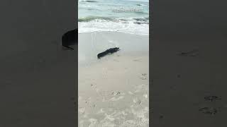 Alligator 🐊 spotted walking on Horry County beach [upl. by Amoihc]