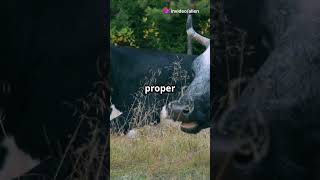 Cows Have Accents Moovelous Discovery [upl. by Enomad]