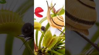 Venus Flytrap Eating a Snail venusflytrap shorts youtubeshorts [upl. by Notyalk150]