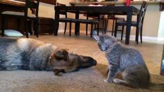 German Shepherd Dog Plays With Kitten [upl. by Zarla905]