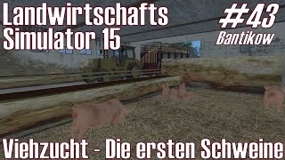 LS15 I Bantikow 43 ★ Viehzucht  Die ersten Schweine ★ Landwirtschafts Simulator 15 DeutschHD [upl. by Bosch]