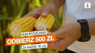 Najlepsze odmiany kukurydzy tylko od KWSđźŚ˝đź‘Ť [upl. by Amikahs]