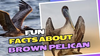 FACTS ABOUT BROWN PELICAN [upl. by Erdnua512]