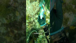 Ole mate asmr pestcontrol underwater asmr [upl. by Delmor]