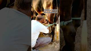 Super Gir Lendo Ready For Sell cow gau animals trending shorts youtubeshorts bull cattlefarm [upl. by Crotty707]