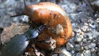 LederlaufkÃ¤fer  Carabus Coriaceus  vs Wegschnecke [upl. by Billmyre80]