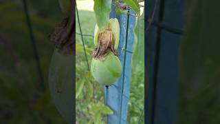 Passiflora fruit [upl. by Tuhn]