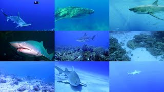 Sharks for kids pronunciation in English with videos [upl. by Pantheas]