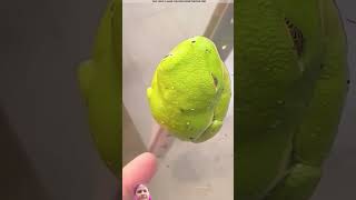 frog amazingfacts animals story factsinhindi viralvideo facts 😱👍🏻 [upl. by Moon]