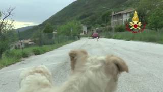 Cani sfamati dai Vigili del Fuoco a Casali di Ussita [upl. by Brandice]