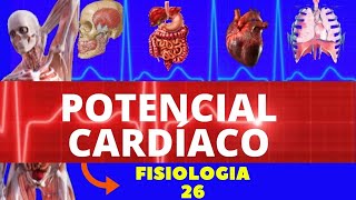 POTENCIAL DE AÇÃO CARDÍACO FISIOLOGIA CARDIOVASCULAR FISIOLOGIA HUMANA  FISIOLOGIA DE GUYTON [upl. by Hamburger]