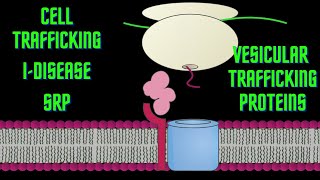 USMLE Step 1  Lesson 19  Cell trafficking I disease SRPs and Vesicular trafficking proteins [upl. by Eenahc682]