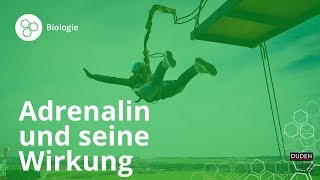 Was ist Adrenalin und wie wirkt es im Körper – Biologie  Duden Learnattack [upl. by Nivrem590]