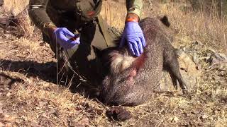 Javelina Field Care [upl. by Mccoy357]