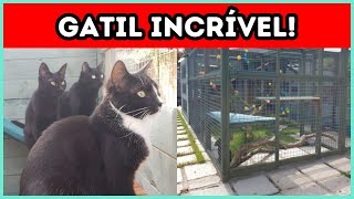 Esse Tutor Construiu Um Gatil Externo MARAVILHOSO Para Seus Gatos [upl. by Lleirbag]