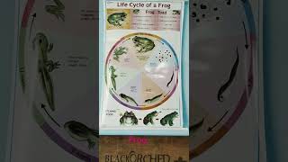 life cycle of frog [upl. by Villiers]