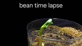 time lapse bean growing in soil for 25 days [upl. by Pomfret38]