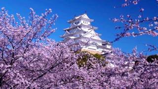 Most beautiful cherry  Japan HD1080p [upl. by Etan998]