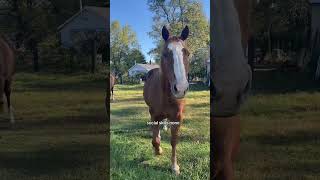 He needs the food equestrianlife horsemom horsegirl fallvibes horsewoman quarterhorse [upl. by Seve]