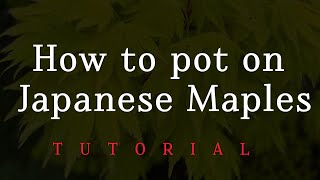 How to pot on Japanese Maples  Tutorial  Soil Mix amp Decorative Top Dressing [upl. by Ynes]