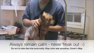 Grooming an Aggressive Yorkie Yorkshire Terrier Part 2 [upl. by Lorene985]