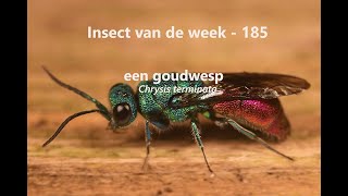 Insect van de Week 185 Goudwesp Chrysis terminata [upl. by Elyl556]