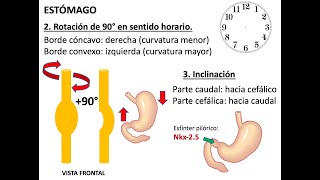 Embriología Sistema Digestivo [upl. by Consuelo389]