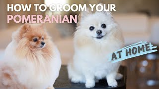 How To Groom Your Pomeranian At Home [upl. by Alegnaoj334]