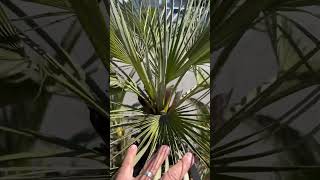 A most perfect Mediterranean Fan Palm 👌 [upl. by Narhet]