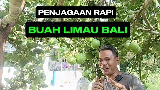 BUAH LIMAU BALI  Pertanian di Malaysia  Cara menjaga buah LIMAU BALI sehingga boleh dipetik [upl. by Watt]