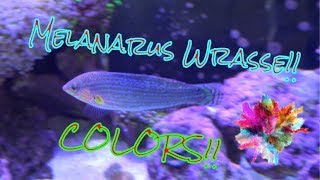 Melanarus Wrasse Care Guide [upl. by Ayoras]