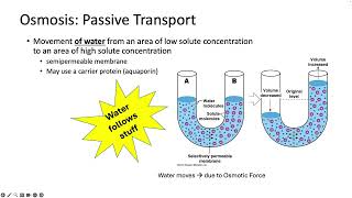 253 Osmosis Passive Transport [upl. by Ardnauqal565]