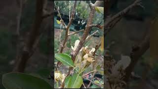 Pear Tree 2 Way  Multigrafted  shortsfeed youtubeshorts [upl. by Seek]