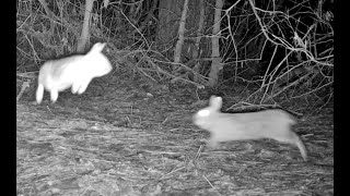 Cottontails cavorting Wildcat Hills Nebraska 2 23 24 922pm [upl. by Coplin]