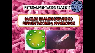 14° Microbiologia  Bacilos gramnegativos NO FERMENTADORES y ANAEROBIOS [upl. by Keven]